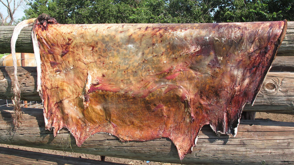 Top 3 best leathers for baseball gloves 1 Picture of dried cattle hide